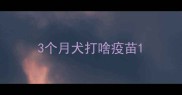 3个月犬打啥疫苗