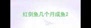 红剑鱼几个月成鱼
