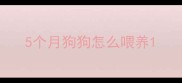 5个月狗狗怎么喂养