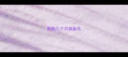 狗狗几个月换胎毛