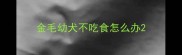 金毛幼犬不吃食怎么办