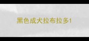 黑色成犬拉布拉多