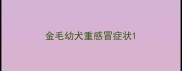 金毛幼犬重感冒症状
