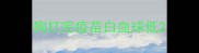 狗打完疫苗白血球低