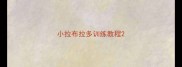 小拉布拉多训练教程