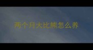 两个月大比熊怎么养
