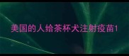 美国的人给茶杯犬注射疫苗