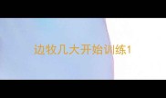 边牧几大开始训练