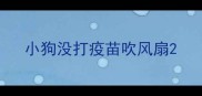 小狗没打疫苗吹风扇
