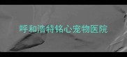 呼和浩特铭心宠物医院