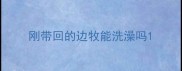 刚带回的边牧能洗澡吗