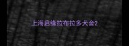 上海启缘拉布拉多犬舍