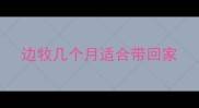 边牧几个月适合带回家