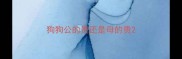 狗狗公的贵还是母的贵