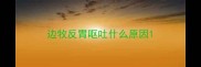 边牧反胃呕吐什么原因