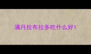 满月拉布拉多吃什么好