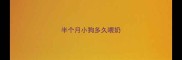 半个月小狗多久喂奶