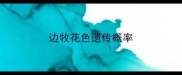 边牧花色遗传概率