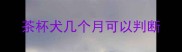 茶杯犬几个月可以判断
