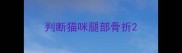 判断猫咪腿部骨折