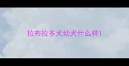 拉布拉多犬幼犬什么样