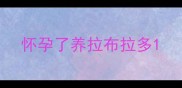 怀孕了养拉布拉多