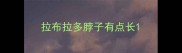 拉布拉多脖子有点长