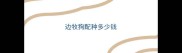 边牧狗配种多少钱