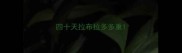 四十天拉布拉多多重
