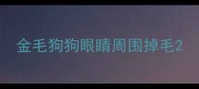 金毛狗狗眼睛周围掉毛