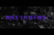 狗狗五个月都不睡觉