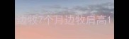 边牧7个月边牧肩高