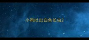 小狗吐出白色长虫