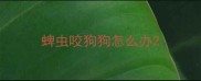 蜱虫咬狗狗怎么办