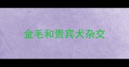 金毛和贵宾犬杂交