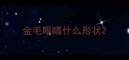 金毛眼睛什么形状