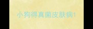 小狗得真菌皮肤病
