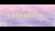 哈士奇冠军犬幼犬