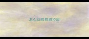 怎么训练狗狗拉屎