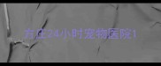 方庄24小时宠物医院