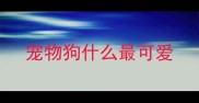 宠物狗什么最可爱