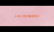 小哈士奇的蠢萌照片