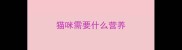 猫咪需要什么营养
