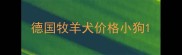 德国牧羊犬价格小狗