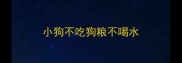 小狗不吃狗粮不喝水