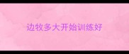 边牧多大开始训练好