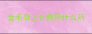 金毛身上长癣用什么药