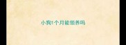 小狗1个月能领养吗