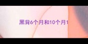黑背6个月和10个月