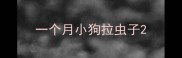 一个月小狗拉虫子